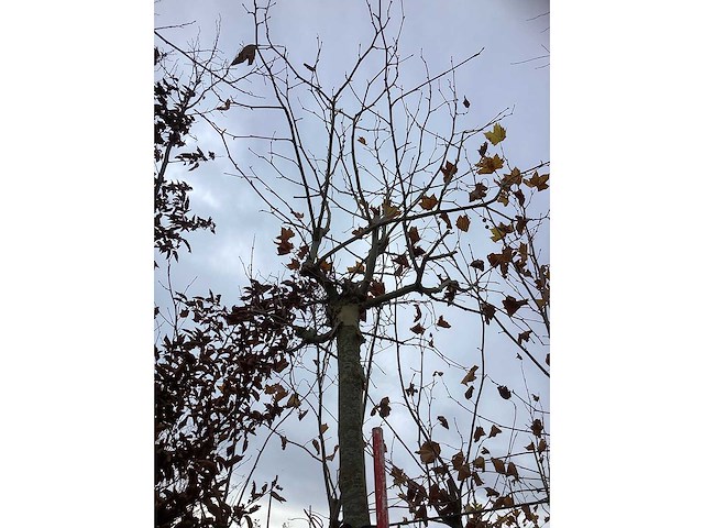 Dak plataan - dakboom - afbeelding 3 van  3