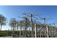 Dak plataan - umbrella-shaped tree (2x) - afbeelding 1 van  2