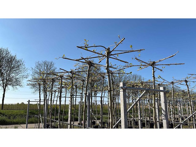 Dak plataan - umbrella-shaped tree - afbeelding 1 van  2