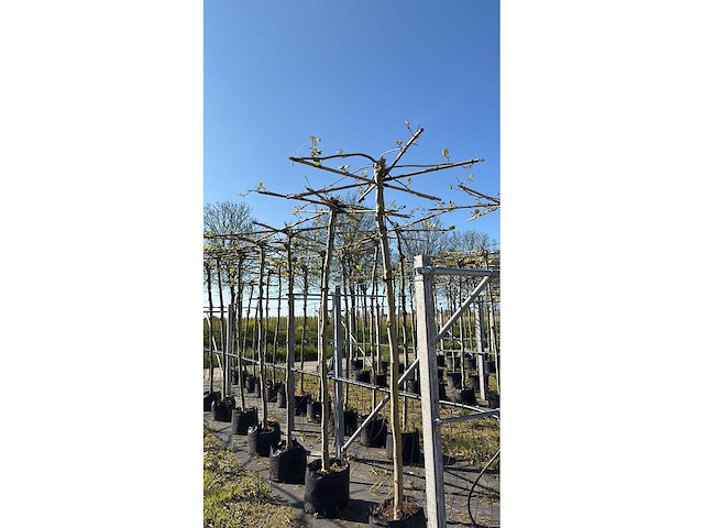 Dak plataan - umbrella-shaped tree - afbeelding 2 van  2