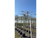 Dak plataan - umbrella-shaped tree - afbeelding 2 van  2