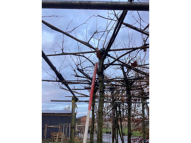 Dak plataan - vormboom (3x) - afbeelding 2 van  3