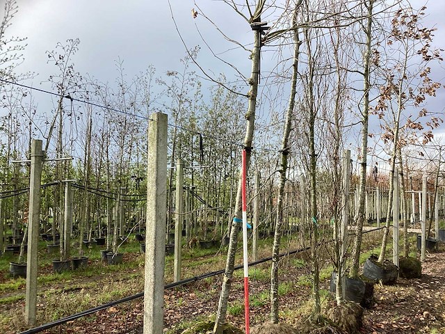 Dak plataan - vormboom - afbeelding 1 van  3