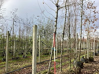 Dak plataan - vormboom - afbeelding 1 van  3