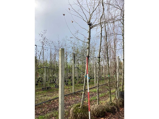 Dak plataan - vormboom - afbeelding 2 van  3