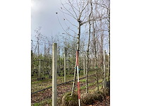 Dak plataan - vormboom - afbeelding 2 van  3