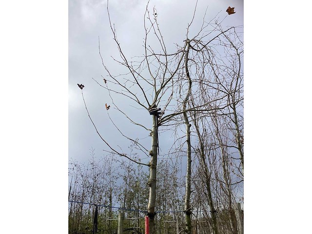 Dak plataan - vormboom - afbeelding 3 van  3