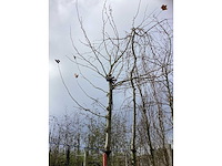 Dak plataan - vormboom - afbeelding 3 van  3