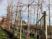 Dakplataan - dakboom (2x) - afbeelding 1 van  3