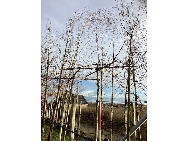 Dakplataan - dakboom (2x) - afbeelding 2 van  3