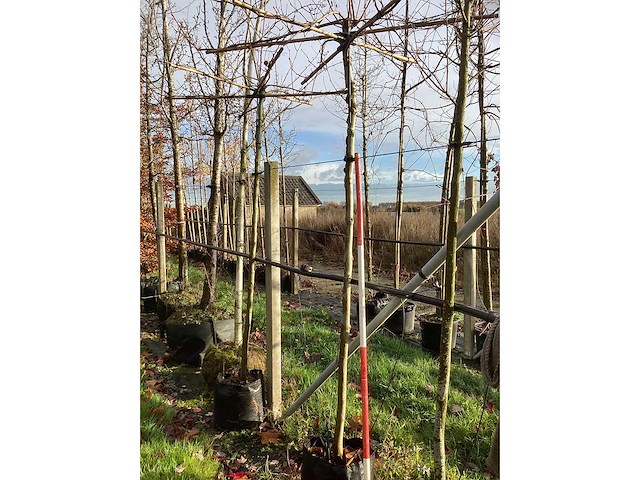 Dakplataan - dakboom (2x) - afbeelding 3 van  3