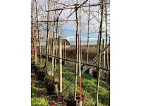 Dakplataan - dakboom (2x) - afbeelding 3 van  3