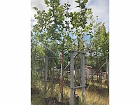Dakplataan - dakboom (2x) - afbeelding 2 van  2