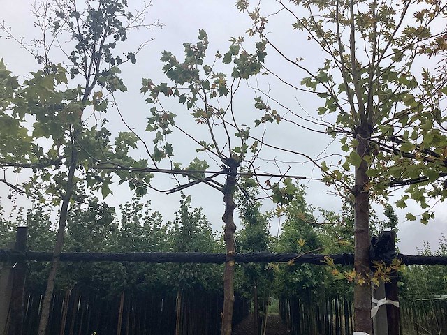 Dakplataan - dakboom - afbeelding 1 van  2