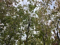 Dakplataan - dakboom