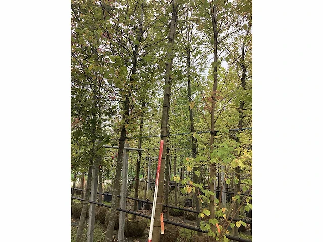 Dakplataan - dakboom - afbeelding 1 van  3