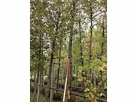 Dakplataan - dakboom - afbeelding 1 van  3