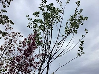 Dakplataan - laanboom