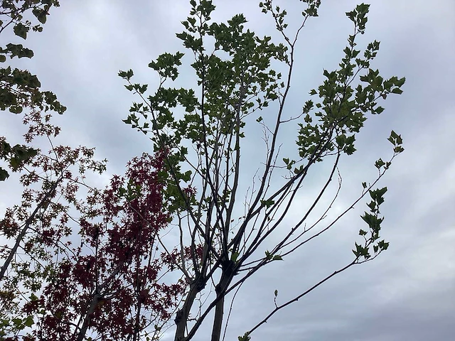 Dakplataan - laanboom - afbeelding 2 van  2