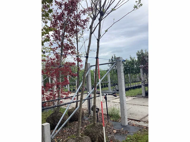 Dakplataan - laanboom - afbeelding 1 van  2