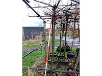 Dakplataan - leiboom (4x) - afbeelding 3 van  3