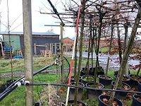 Dakplataan - vormbomen (2x) - afbeelding 1 van  3