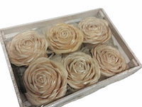 Deco roos in bakje champagne / wit 1 set - afbeelding 5 van  11