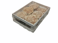 Deco roos in bakje champagne / wit 1 set - afbeelding 11 van  11