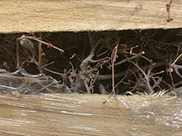 Decoratie bonsai takjes - afbeelding 3 van  6