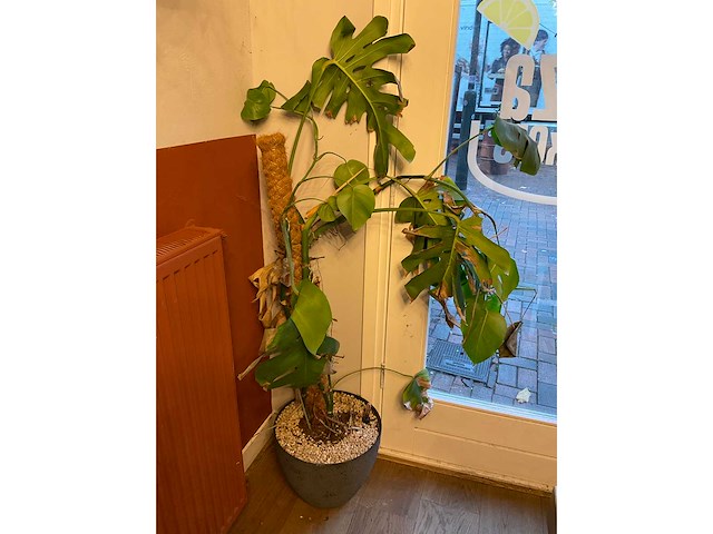 Decoratie in wandmeubel en planten - afbeelding 4 van  8