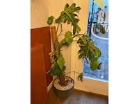 Decoratie in wandmeubel en planten - afbeelding 4 van  8