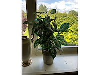Decoratiemateriaal (3x) - afbeelding 3 van  3