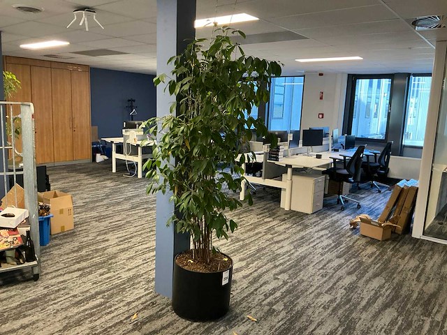 Decoraties, planten en kantoortoebehoren - afbeelding 1 van  4