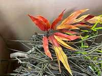 Decoratietakken - afbeelding 3 van  3