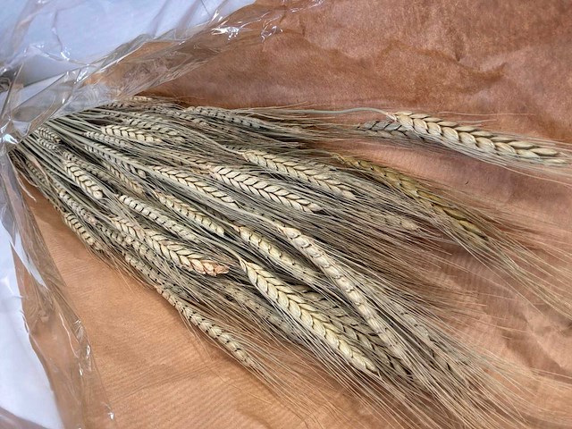 Decoratieve bos tarwe (550x) - afbeelding 3 van  5