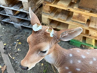 Decoratieve hert - afbeelding 4 van  4