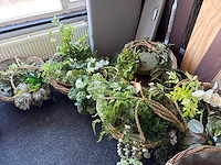 Decoratieve kunst planten in mand (8x) - afbeelding 3 van  4