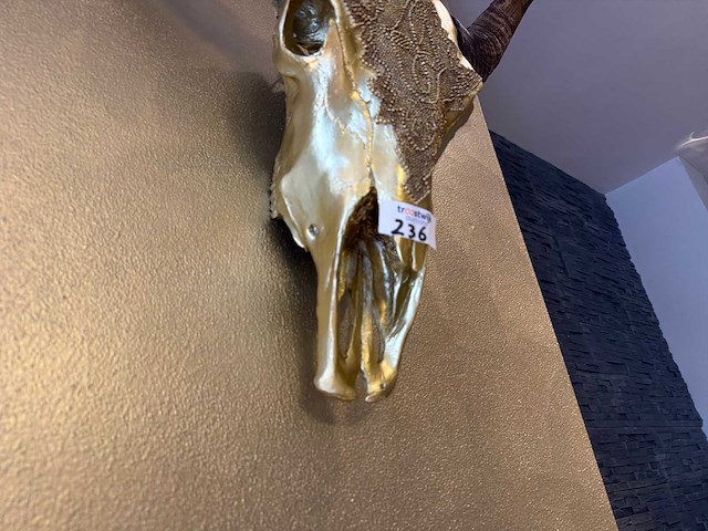 Decoratieve longhorn schedel - afbeelding 2 van  3