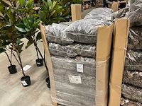 Denneappels - afbeelding 1 van  4