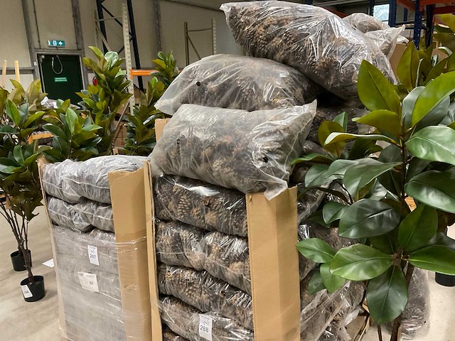 Denneappels - afbeelding 1 van  4