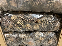 Denneappels - afbeelding 2 van  4