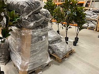 Denneappels - afbeelding 2 van  7