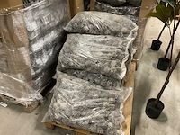 Denneappels - afbeelding 5 van  7