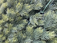 Dennetak rond kunstof kerst bol met ledverlichting (2x) - afbeelding 2 van  5