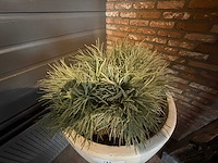 Designvaas inclusief kunstplant - afbeelding 5 van  5