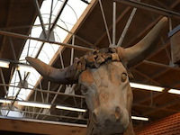 Dierenkop sculptuur - 75x78x90cm - afbeelding 2 van  3