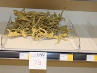 Dinosaurus skeletten in diverse uitvoeringen.