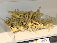 Dinosaurus skeletten in diverse uitvoeringen. - afbeelding 2 van  2