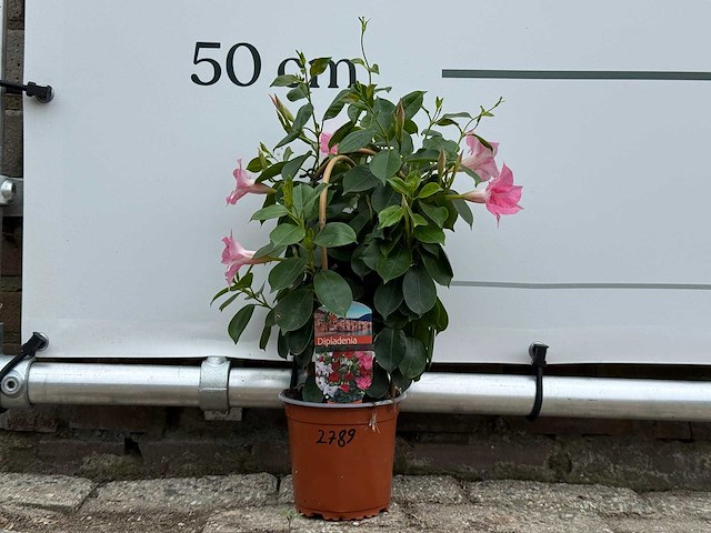 Dipladenia piramide mix - dipladenia rio - hoogte ca. 40 cm - afbeelding 1 van  3