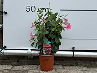 Dipladenia piramide mix - dipladenia rio - hoogte ca. 40 cm - afbeelding 1 van  3